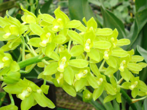 Gram. scriptum ‘Hihimanu’ Large Plants in 6 inch pot (no spikes)