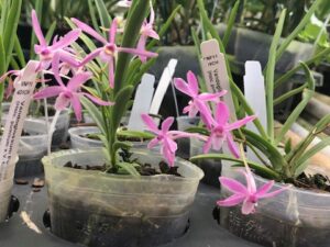 Vandoglossum Furuse  (Blooming Size in 3 inch pot  no spikes)