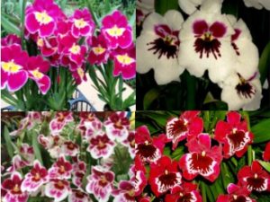 July Miltonia Special