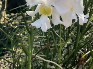Vanda Diana   1 foot cuttings (blooming size terete vanda)