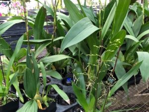 Oncidium Intergenerics Gift Box (4 different spiking plants in 3 1/4  – 4 inch pots)