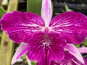 Blc. Winnie Makaea ‘Wild Thing’  (Blooming Size Plant in 3 1/4 inch pot–no buds)