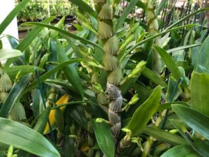 Den. Oriental Smile ‘Butterfly’  Large Blooming Size Plant in 4 inch pot (Budded)