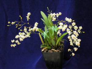 Oncidium Twinkle ‘Fragrance Fantasy’  (Spiking plant in 3 1/4 inch pot)