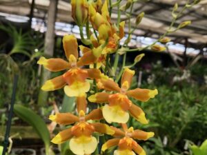 Ons. Hilo firecracker ‘Lucky Strike’ 3 1/4 inch pot (spiking)