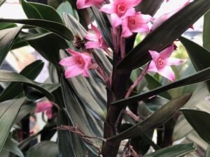 Maxillaria scalariformis x sib.   (Blooming size plant in 2 1/2 inch pot-some have already bloomed)