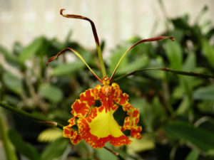 Psychopsis Mariposa ‘Green Valley’  3 1/4 inch pots(1-2 years to bloom)