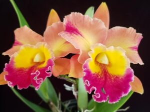 Blc. (Toshie Aoki x Florence Feary) ‘Flare’  (Near Blooming Size Plant in 3 1/4 inch pot–1 year to bloom)