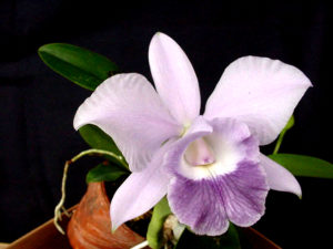 Lc. Mini Purple ‘Blue Hawaii’  3 1/4 inch pot (blooming size plant –no buds)