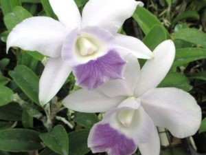 Lc. Mini Purple ‘Shimanai’ 