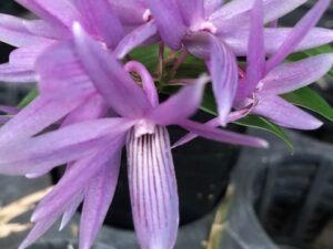 Den. ceraula (gonzalesii) ‘Ricardo’ x self  Blooming Size plant in 3 1/4 inch pot (no flowers)
