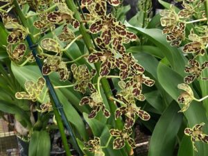 Two unusual species OPS08 Blooming Size Epi coronatum x scriptum Orchid Plant 