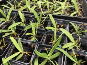 Dyakia hendersoniana ‘Hawaii’