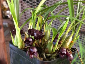 Maxillaria schunkeanna  (3 1/4 inch pot–some with flowers)