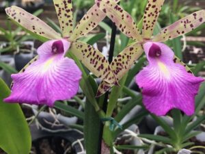 C. Peckaviensis x C. Landate    3 1/4 inch pot (blooming size)