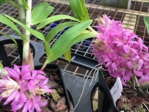 Dendrobium tanii  (blooming size plant in 3 1/4 inch pot)  no blooms