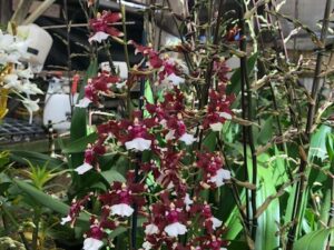 Onc. Aka Baby ‘Raspberry Chocolate’ 3 1/4 pots (Spike with buds)