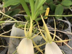 Angraecum Praestans  Near Blooming Size Plant (1-2 years to bloom)