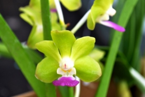 Vascostylis (Mishima Lime x Perr. Luke Thai) ‘Boy’  Bareroot plant 2 years from blooming