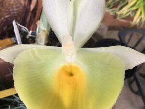 Ctsm. pileatum ‘Jumbo Green Gold’ ( 3 1/4 inch pot…spiking plant)