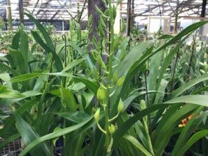 Grammatocymbidium Mem. Nathan Newman