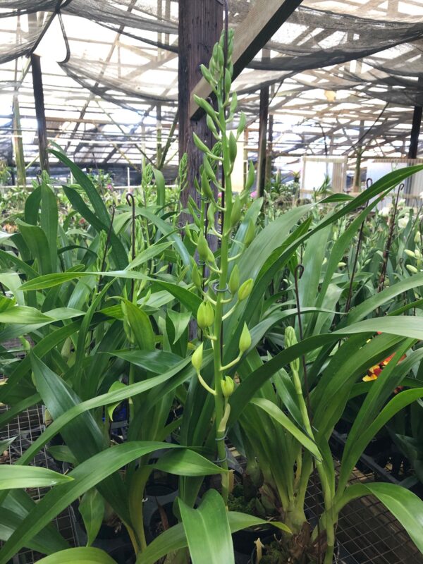 Grammatocymbidium Mem. Nathan Newman