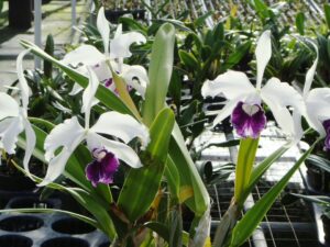 C. purpurata var. schusteriana