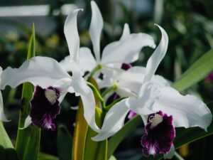 C. purpurata var. schustertiana