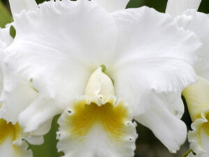 Rlc. Wendy Tanaka ‘Volcano Queen’
