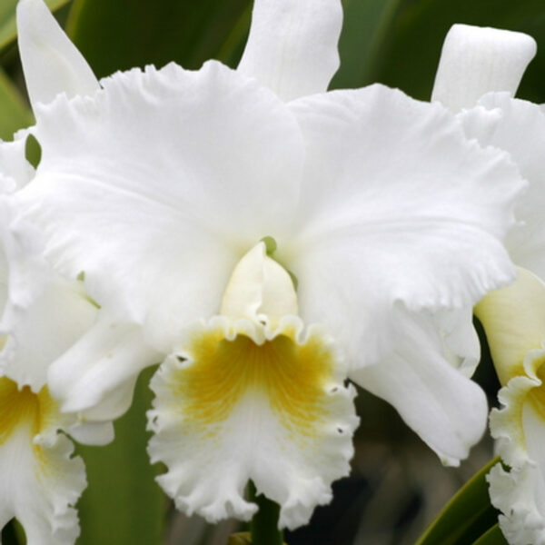 Rlc. Wendy Tanaka ‘Volcano Queen’