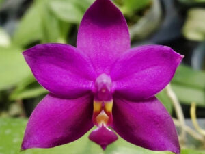Phal. violacea ‘Red’ x sib