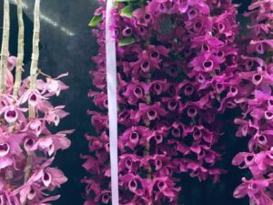 Den anosmum ‘Purple Pride’