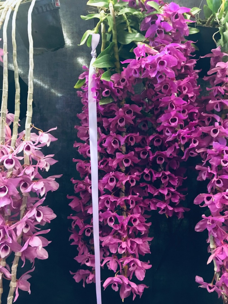 Den anosmum ‘Purple Pride’