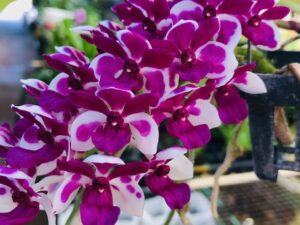 Rhyncostylsis gigantea (Cartoon x Panda)