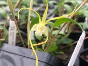 Den. tetragonum album