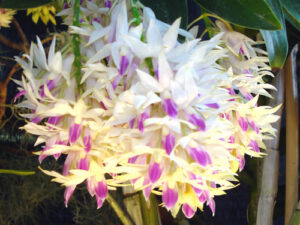 Dendrobium amethystoglossum