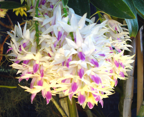 Dendrobium amethystoglossum