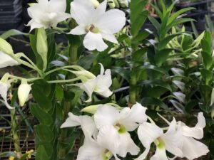 Dendrobium sanderae var. luzonicum x sib