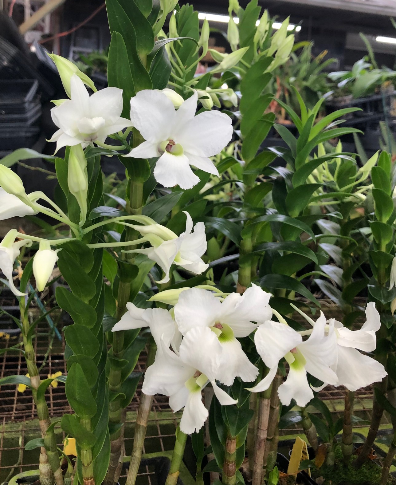 Dendrobium sanderae var. luzonicum x sib