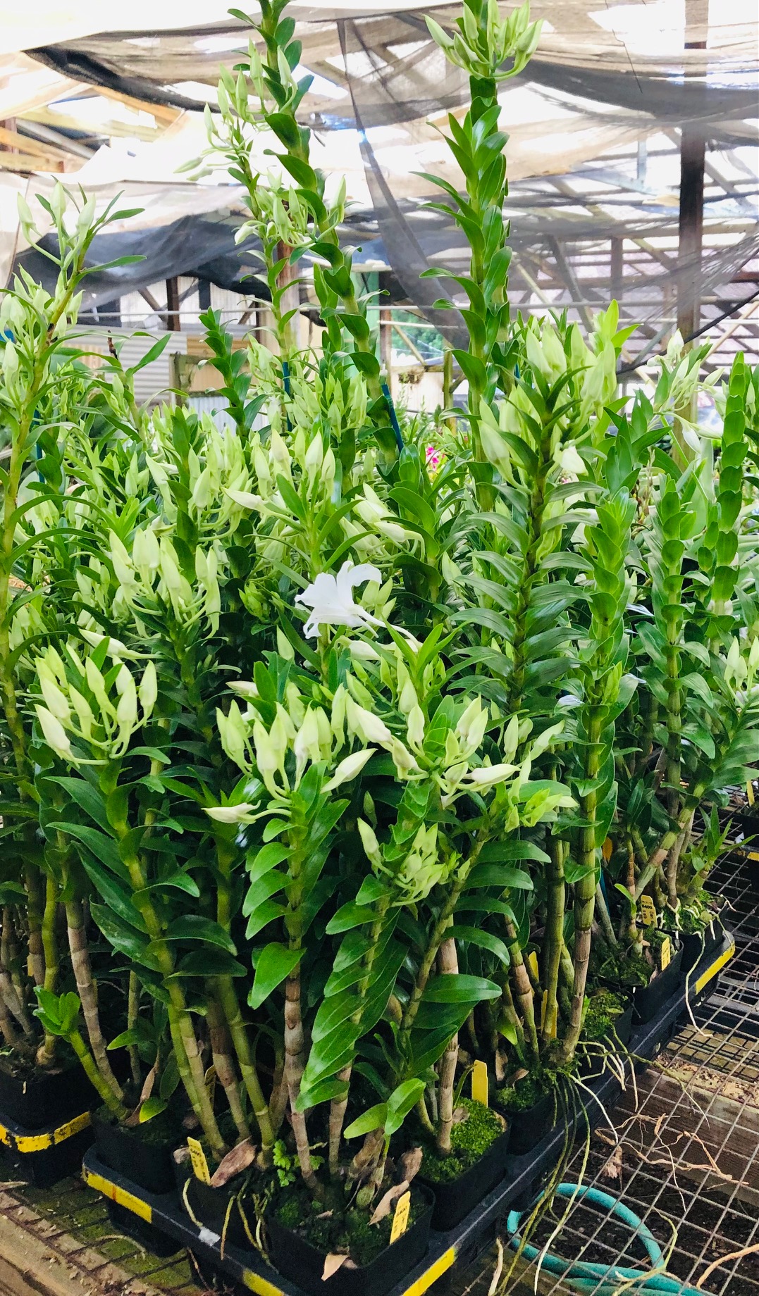 Dendrobium sanderae var. luzonicum x sib - Image 2