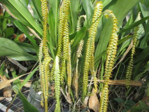 Dendrochilum magnum